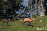 Chamois (Rupicapra rupicapra)