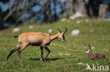 Chamois (Rupicapra rupicapra)