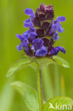 Selfheal (Prunella vulgaris)