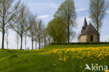 Gewone paardenbloem (Taraxacum officinale)