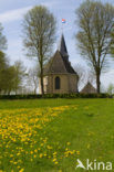 Gewone paardenbloem (Taraxacum officinale)