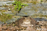 Gewone pad (Bufo bufo)