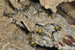 Gewone wesp (Vespula vulgaris)