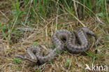 Gladde slang (Coronella austriaca) 