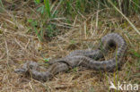 Gladde slang (Coronella austriaca) 