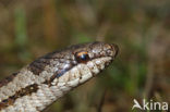 Smooth Snake (Coronella austriaca)