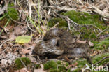 Gladde slang (Coronella austriaca) 