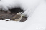 Marsh Tit (Parus palustris)