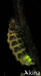 Glow worm (Lampyris noctiluca)