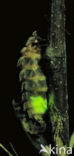 Glow worm (Lampyris noctiluca)