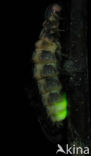 Glow worm (Lampyris noctiluca)