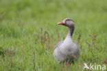 Grey Lag-Goose (Anser anser)