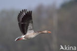 Grauwe Gans (Anser anser)