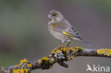 European Greenfinch (Carduelis chloris)