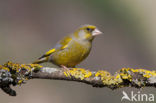 European Greenfinch (Carduelis chloris)