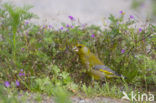 European Greenfinch (Carduelis chloris)