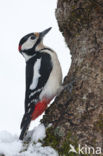 Grote Bonte Specht (Dendrocopos major)