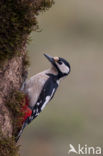 Grote Bonte Specht (Dendrocopos major)