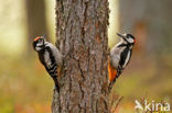 Great Spotted Woodpecker (Dendrocopos major)