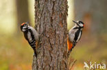 Grote Bonte Specht (Dendrocopos major)