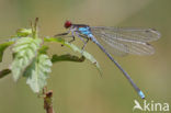 Grote roodoogjuffer (Erythromma najas)