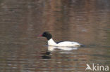 Grote Zaagbek (Mergus merganser)