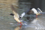 Grote Zaagbek (Mergus merganser)