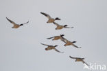 Grote Zaagbek (Mergus merganser)