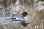 Grote Zaagbek (Mergus merganser)