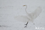 Great White Egret