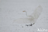 Great White Egret