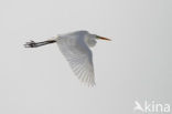 Great White Egret