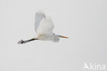 Great White Egret