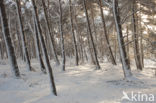 Scots Pine (Pinus sylvestris)