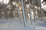 Scots Pine (Pinus sylvestris)