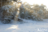 Scots Pine (Pinus sylvestris)