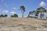 Grove den (Pinus sylvestris)