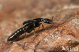 Gyrohypnus angustatus