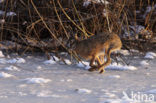 Haas (Lepus europaeus)