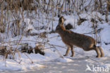 Brown Hare (Lepus europaeus)