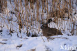 Haas (Lepus europaeus)