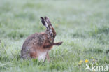 Brown Hare (Lepus europaeus)