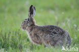 Brown Hare (Lepus europaeus)