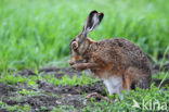 Brown Hare (Lepus europaeus)