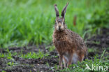 Brown Hare (Lepus europaeus)