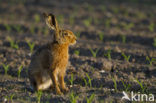 Brown Hare (Lepus europaeus)