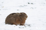 Brown Hare (Lepus europaeus)