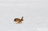 Brown Hare (Lepus europaeus)