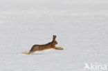 Brown Hare (Lepus europaeus)