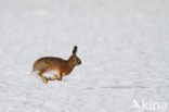 Haas (Lepus europaeus)